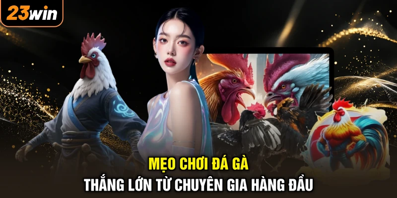 Mẹo Đá Gà - Bí Thuật Săn Thưởng, Thắng Lớn Từng Trận 3 Mẹo chơi đá gà thắng lớn từ chuyên gia hàng đầu